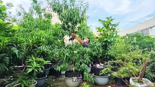 摇钱树小盆栽如何巧妙剪枝，打造独特双头造型