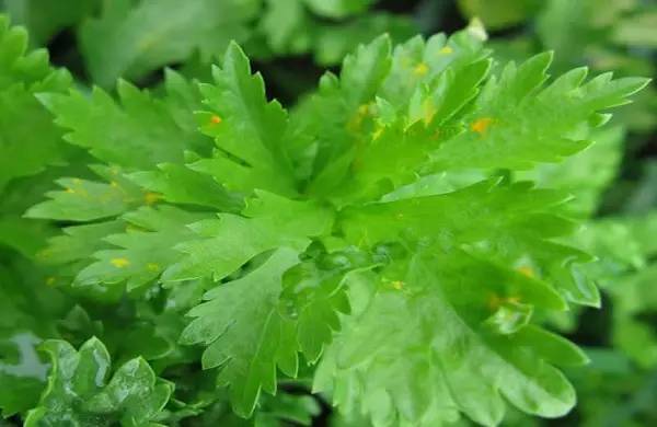 芹菜锈病，闹心事儿