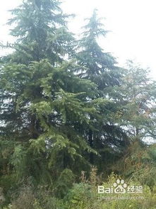 呀，先说说有哪几种雪松可依种