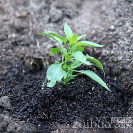 花卉营养土：养花的秘密武器