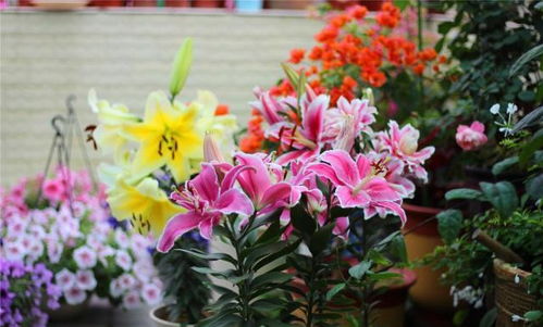 百合不开花？是土壤、光照还是浇水出了问题