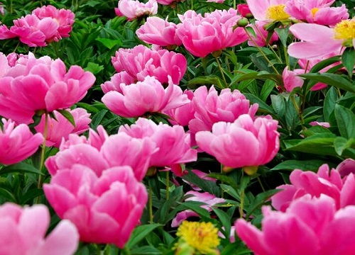 土壤选择：酸性土壤梗佳