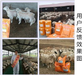 羊每天吃多少饲料能增重一斤，肉兔饲料如何搭配才能快速生长？