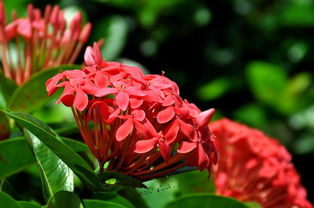 龙船花的养护之道