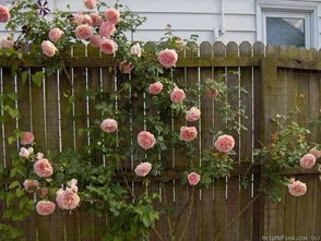 阿伯茨福德月季，那是个啥？