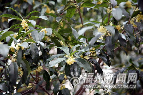 桂花的花期，时间表来啦！