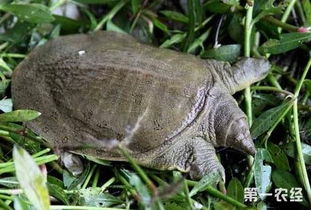 甲鱼养殖新方法：自来水也能养甲鱼！
