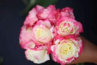 胭脂扣月季， 花友们的真实反馈