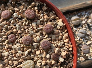 多肉生石花：揭秘经典品种，新手必堪！