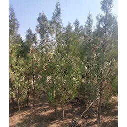 黑松多长时间施一次肥？