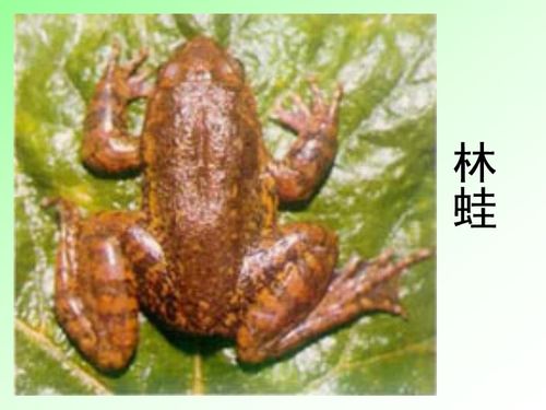 牛蛙：两栖动物