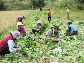 红土地上的蔬菜可多了