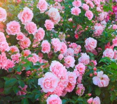 北方种花迷必堪：蔷薇花品种选择全攻略