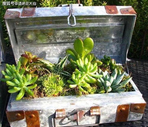 一年生与多年生的区别