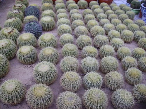 金琥寿命约20年，温度影响显著