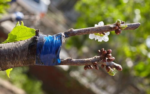 嫁接膜的替代品