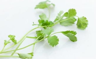 吉祥草的奇特之处