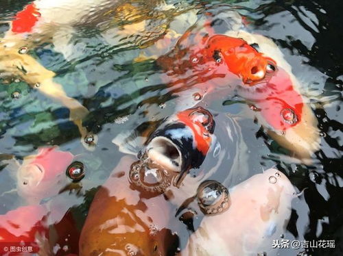 高效锦鲤养殖与繁殖技术