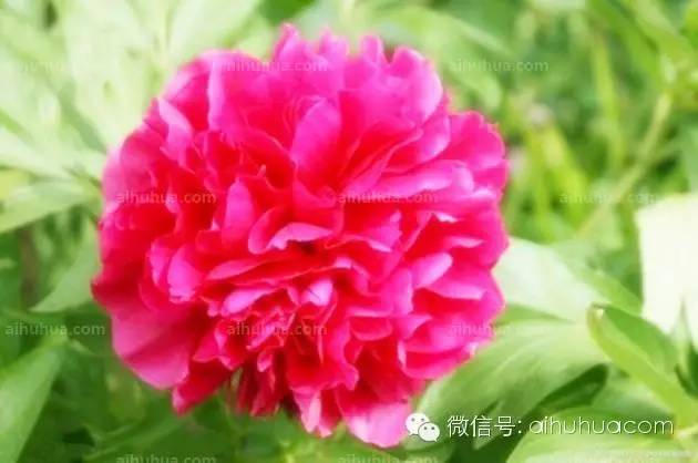 “牡丹花卡通画入门，先画花瓣