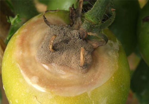 番茄灰霉病症状