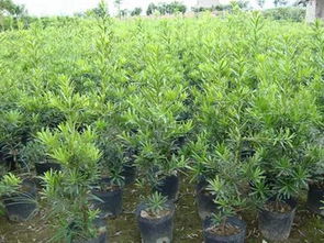 判断苗木质量和服务的小技巧