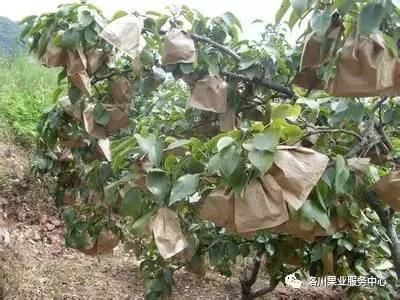 果树套袋，防治病虫害，选哪种农药效果geng佳？