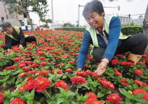 一、这种花卉叫啥名字？