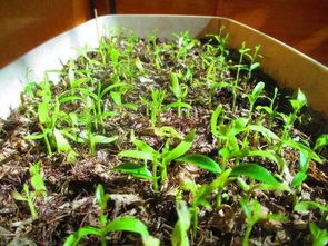 播种的季节，你知道吗？