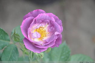 月季花什么时候开？这样养护花开爆盆的秘密是什么