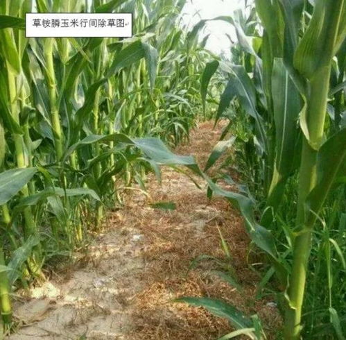 二、 草铵膦的定义和作用