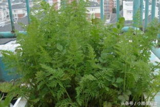 胡萝卜种植后需要多少天才能发芽，一般几天可以出苗