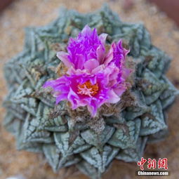 龟甲牡丹生长缓慢，需掌握适宜的养殖方法