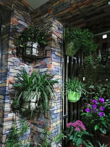 树池内适合种植哪些花草？