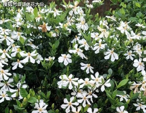 栀子花最佳播种时间是什么时候？何时开始种植栀子花最适宜