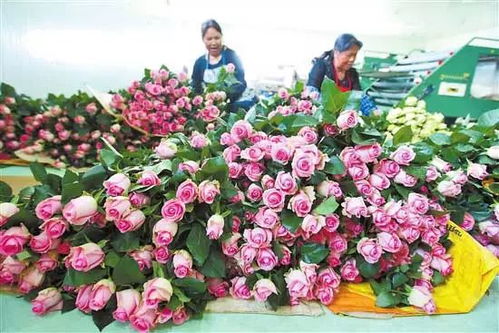 问题与对策：突围之路