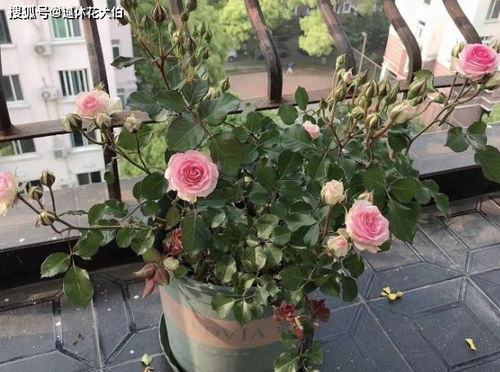 一见倾心的美景