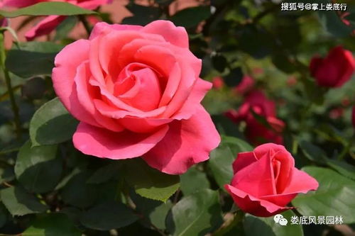 嫁接繁殖有学问