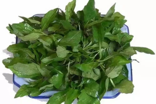“春季播种，鸡毛菜最佳赏味期！”