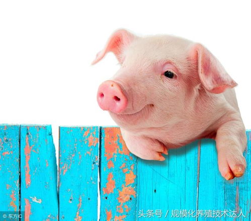 猪仿生输精技术要点：精准操作