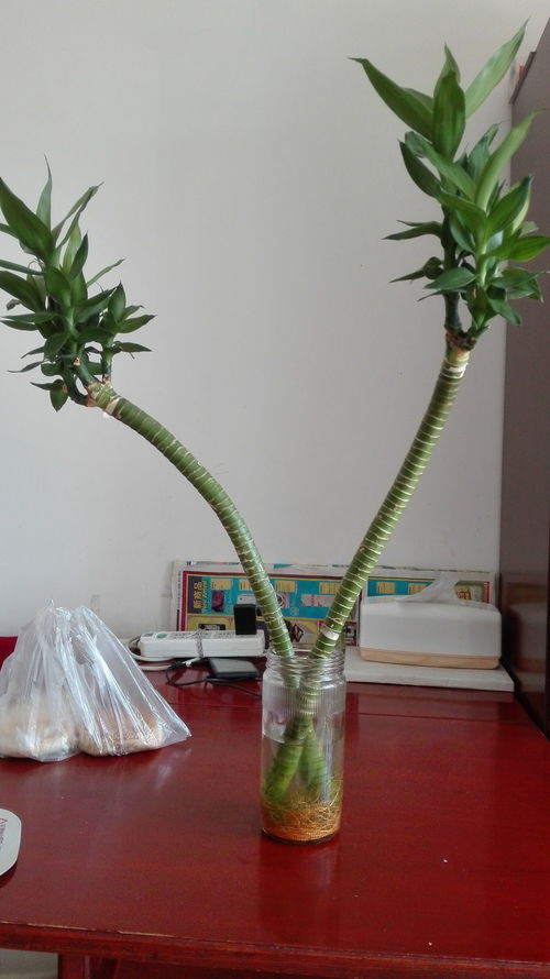 散尾葵断掉，如何重新生根