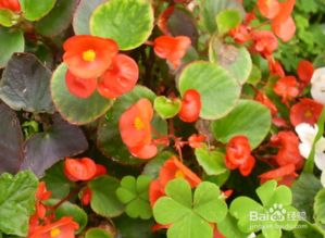 海棠扦插， 春日里的绿色希望