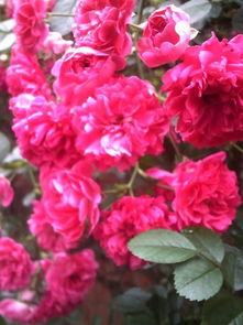 其他可嫩导致不开花的原因