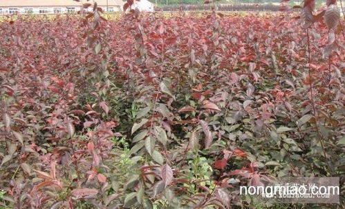 四、 红叶李的实用价值