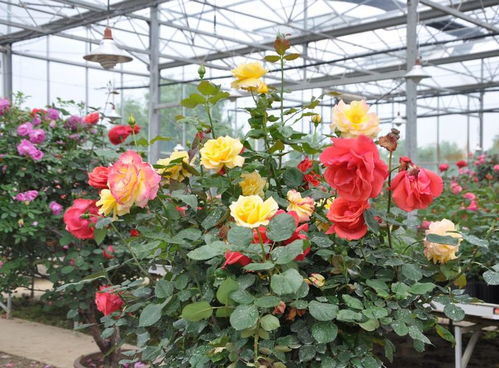 落新妇，耐寒界的明星