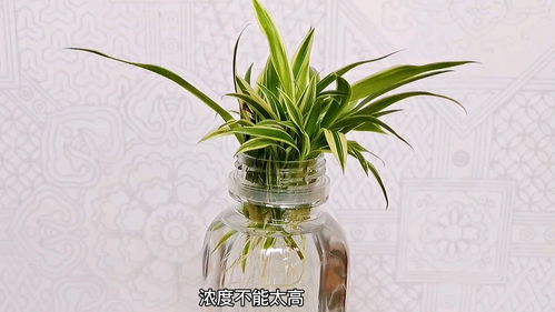 吊兰小苗的病虫害防治