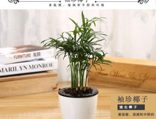 室内芦荟种植，如何让叶片油绿茂盛