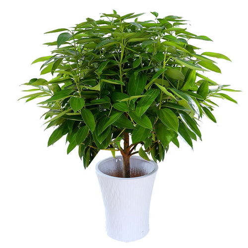 高清平安树图片，枝繁叶茂