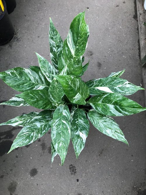 耐阴植物种什么好？这些植物耐阴又好看