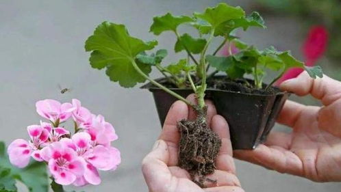 荷包花：冬夏交替的美丽使者