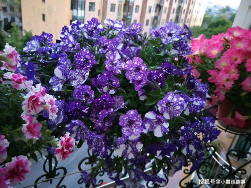 个人观点：养花这事真没想象中难！